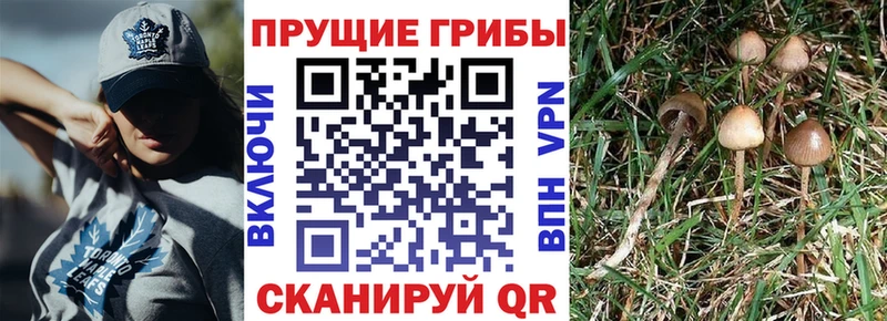 Псилоцибиновые грибы MAGIC MUSHROOMS  даркнет сайт  blacksprut как зайти  Камышин 